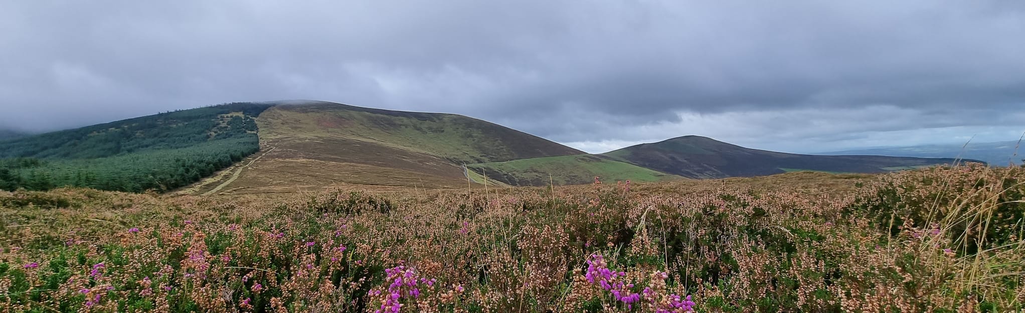 Mount Leinster, County Carlow, Ireland 52 Reviews, Map AllTrails
