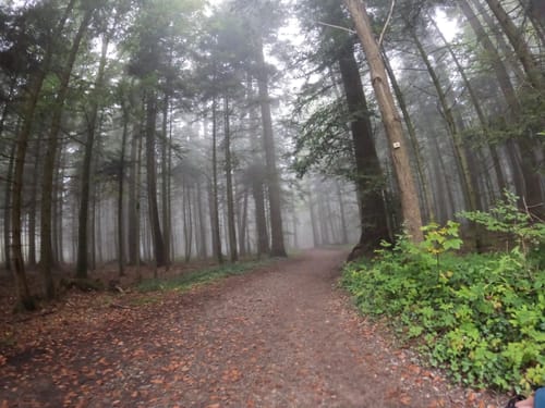 Langenbrand - Schwarzenberg - Bieselsberg - Schömberg
