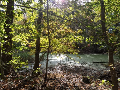 Saxon Woods Trail Map Best 10 Trails In Saxon Woods Park Alltrails