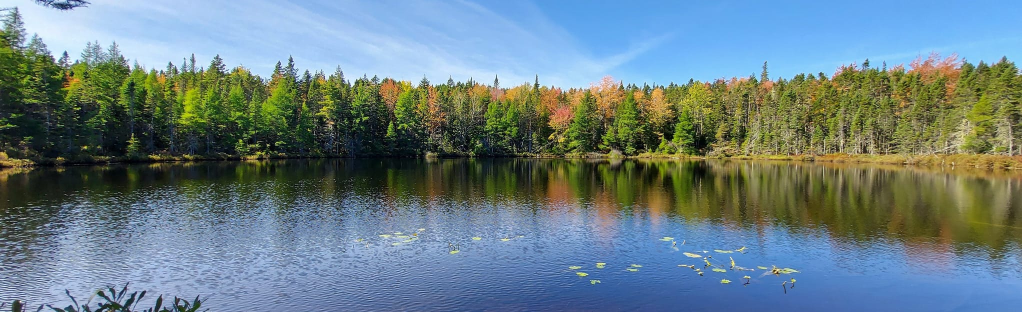 Pitcher Plant Trail to Hemlock Cathedral Trail Loop: 229 Reviews, Map