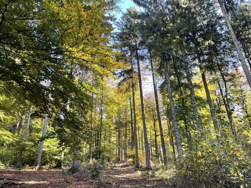 Saar-Hunsrück-Steig Etappe 8: Reinsfeld - Nonnweiler