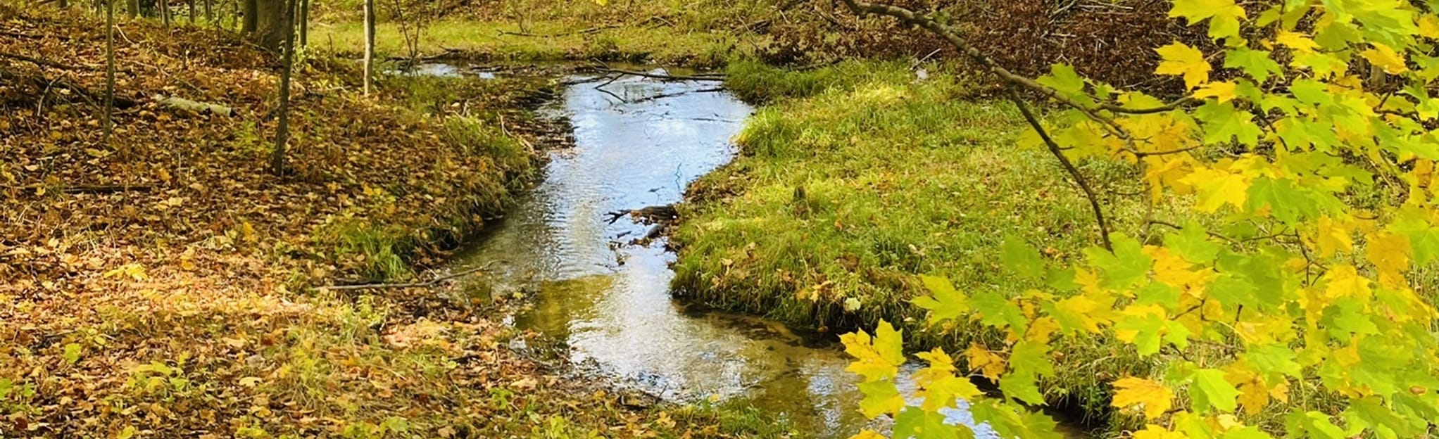 Chippewa Run Natural Area Loop 50 Reviews, Map Michigan AllTrails