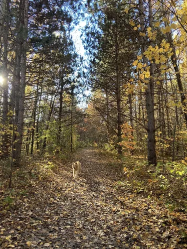 Best Hikes And Trails In Chippewa Falls Alltrails 9261