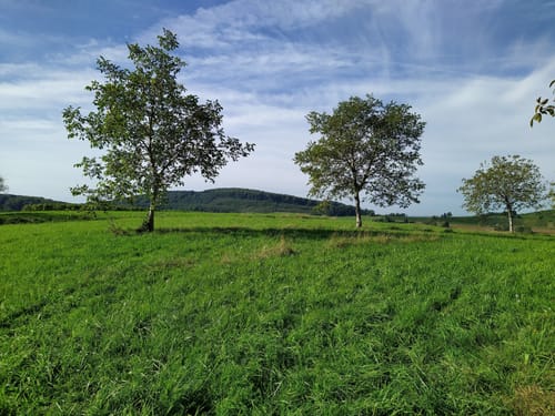 Müllheim - Eichwald - Vögisheim