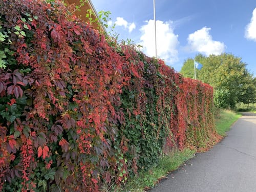 Wabe 20 Wettringen