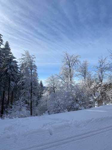 Rennsteigabschnitt über die Grenzwiesen