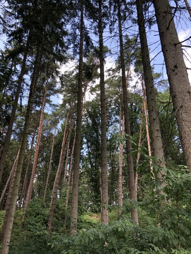 Durch die Grander Tannen