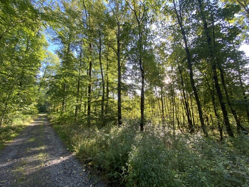 Laubach Nordic-Walking-Route 3: Engelsburg