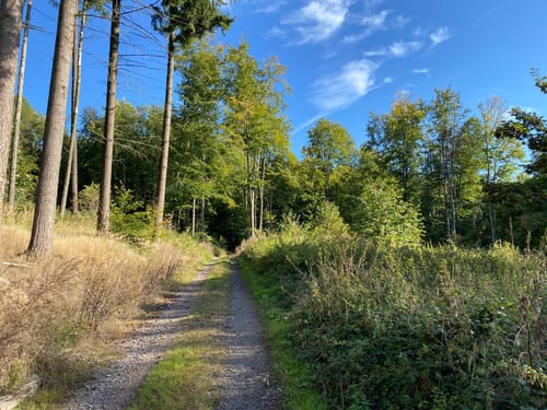 Laubach Nordic-Walking-Route 3: Engelsburg