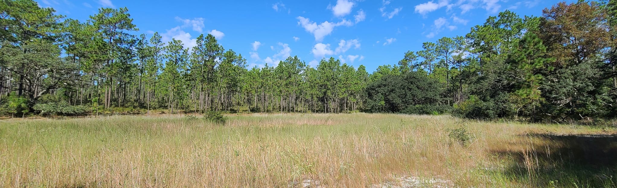 Munson Hills Trail, Florida 538 Reviews, Map AllTrails