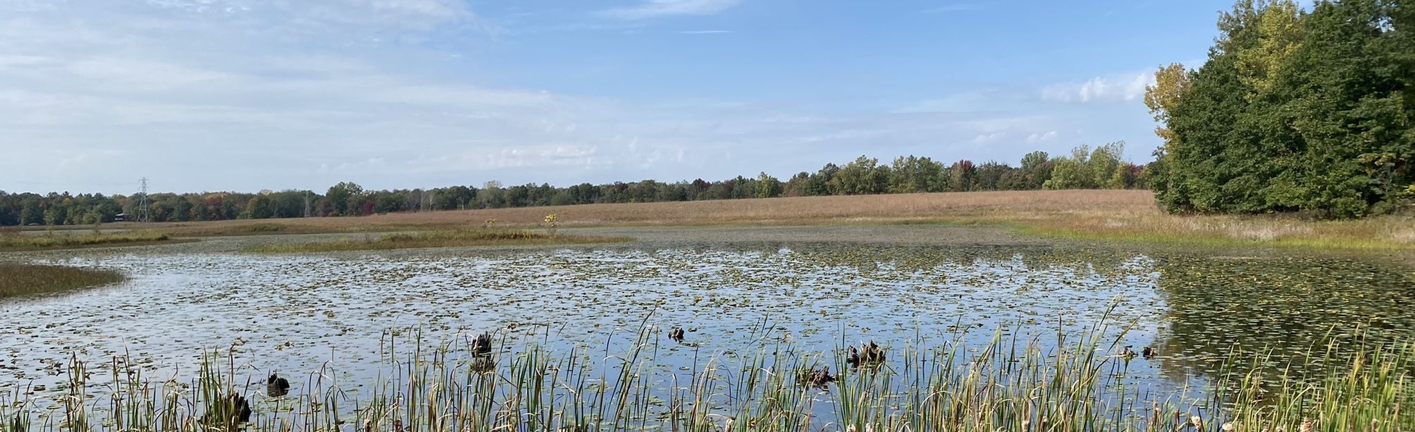 Wetlands Trail: 34 Reviews, Map - Michigan | AllTrails