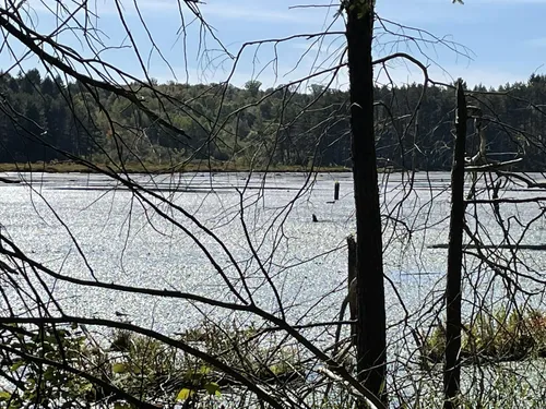 Best Hikes and Trails in Hanging Bog Game Management Area AllTrails