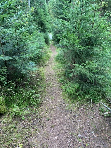 Altensteig - Hornberg