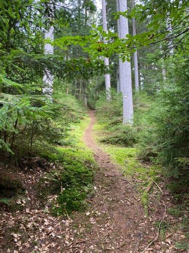Altensteig - Hornberg