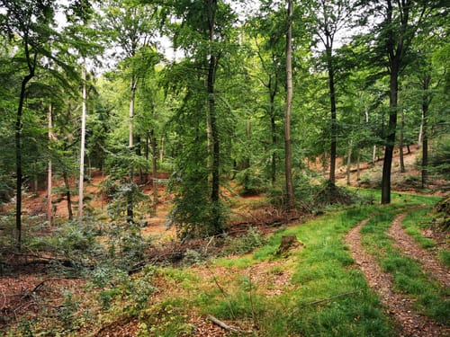 Nordic Walking 6S Egestorf