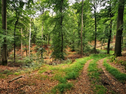 Nordic Walking 6S Egestorf