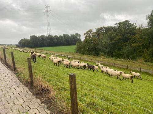 Groot Frieslandpad Etappe 23: Papenburg - Leer
