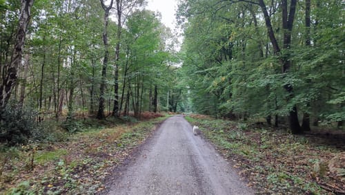 Bensberg Rundweg A8