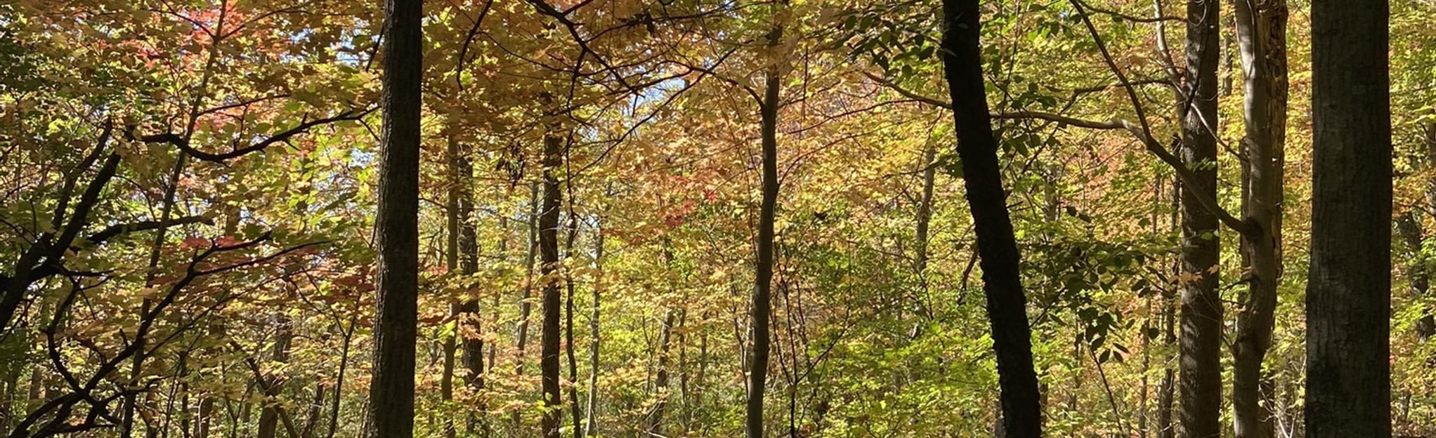 Bethel Haunted Forest Trail, Minnesota 67 Reviews, Map AllTrails