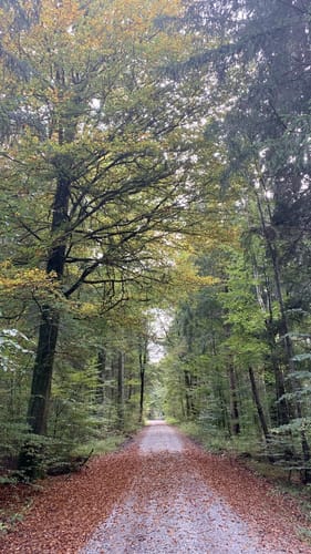 Durch den Ebersberger Forst
