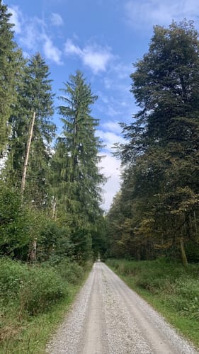 Durch den Ebersberger Forst