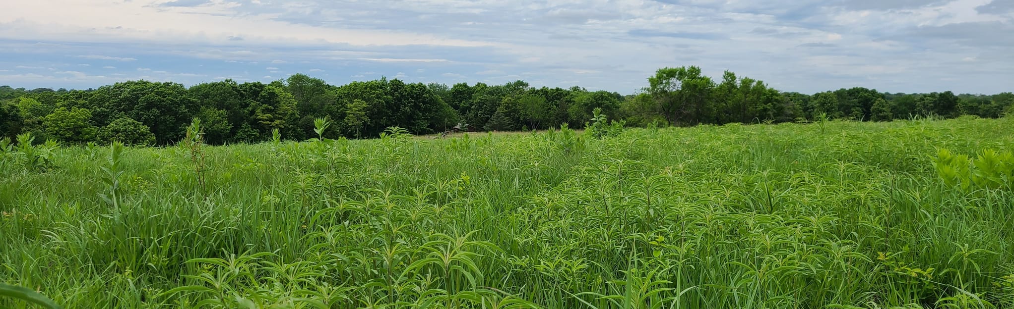 Iliff Commons Hiking Trail, Kansas 212 Reviews, Map AllTrails