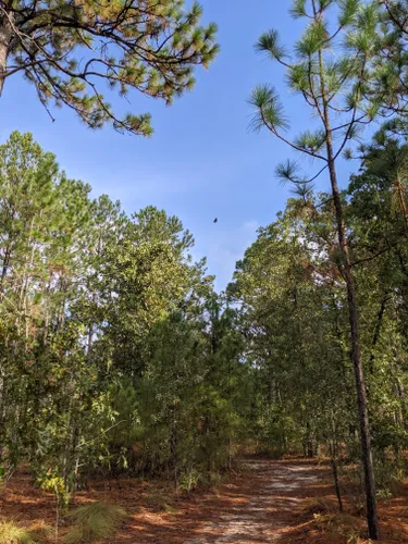 2023 Best Forest Trails in Pinebluff | AllTrails