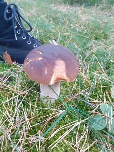 Kauppa: Runde beim Großen Heikteich