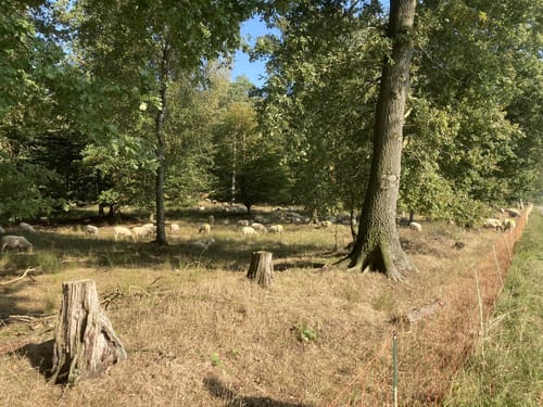 Reichswald Uitkijktoren