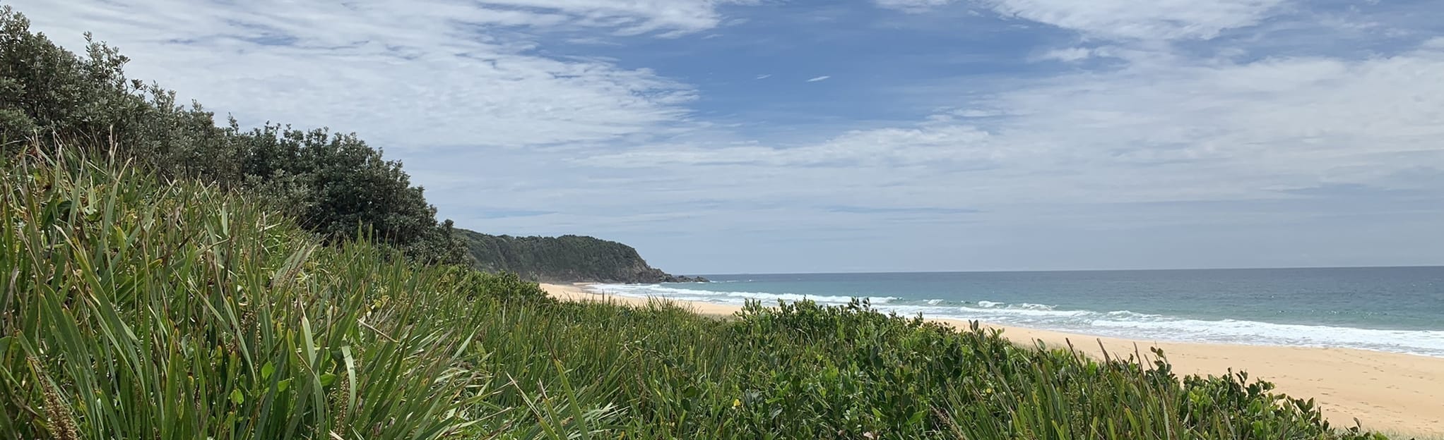 Black Head Flora Reserve Walk 11 Fotos New South Wales, Australia