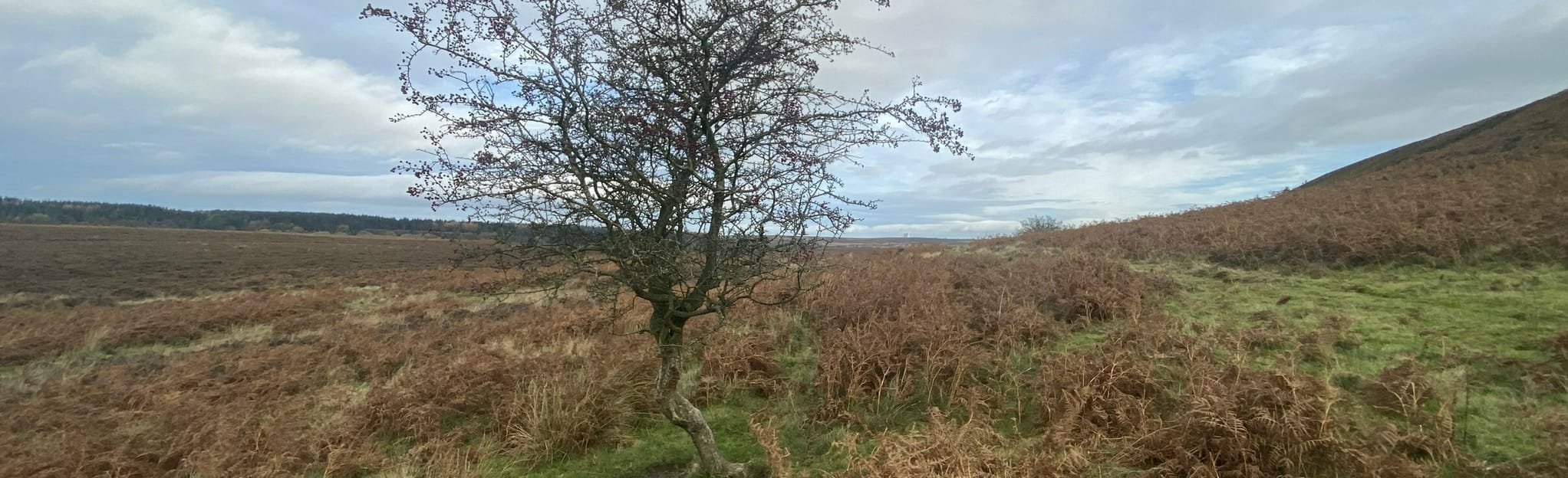 NewtononRawcliffe and Pifelhead Wood Circular 107 Fotos North