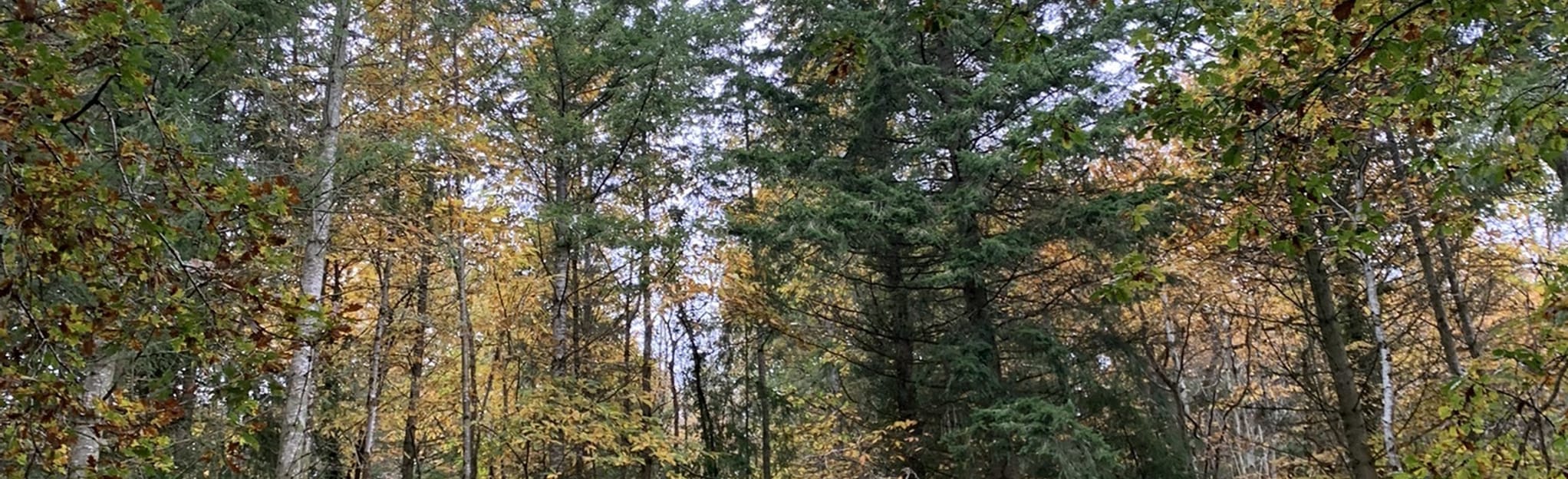 Croydon Hill and Bottom via England’s Tallest Tree Somerset