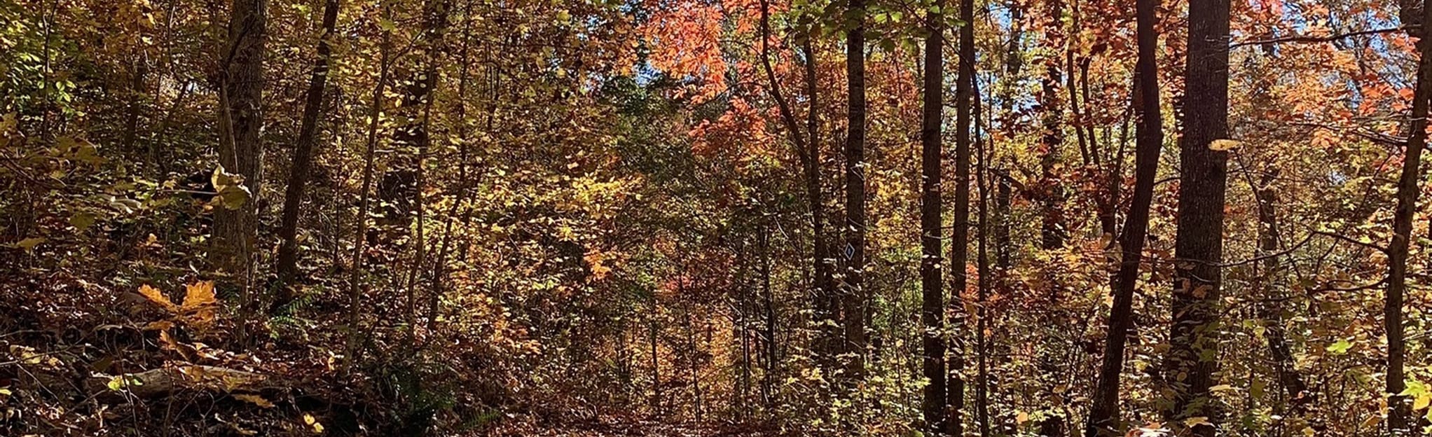 Lackey Road Greenspace Loop, 177 Reviews, Map AllTrails