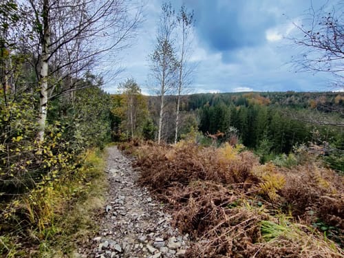 Der Wald von Haus Ternell [CLOSED]