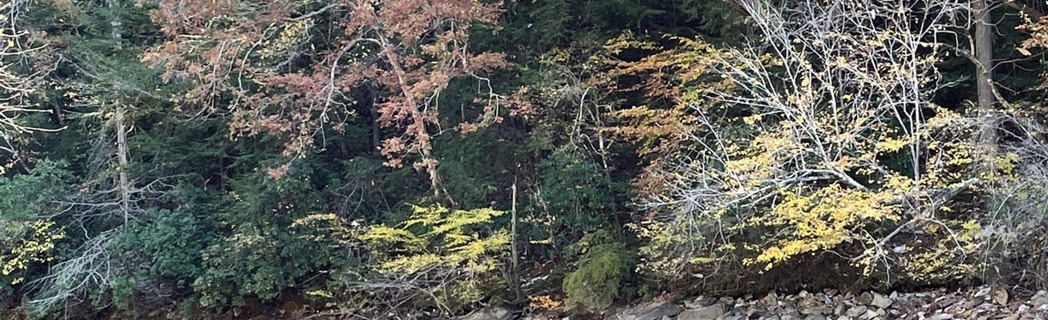 Sipsey River 31 Reviews, Map Alabama AllTrails