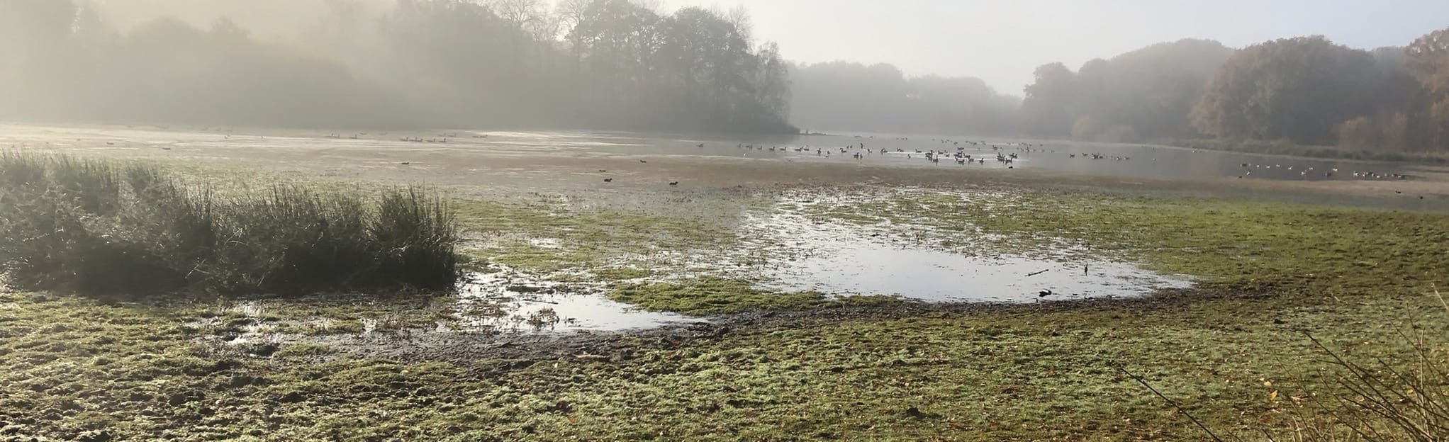 Brown Moss Circular, Shropshire, England 16 Reviews, Map AllTrails