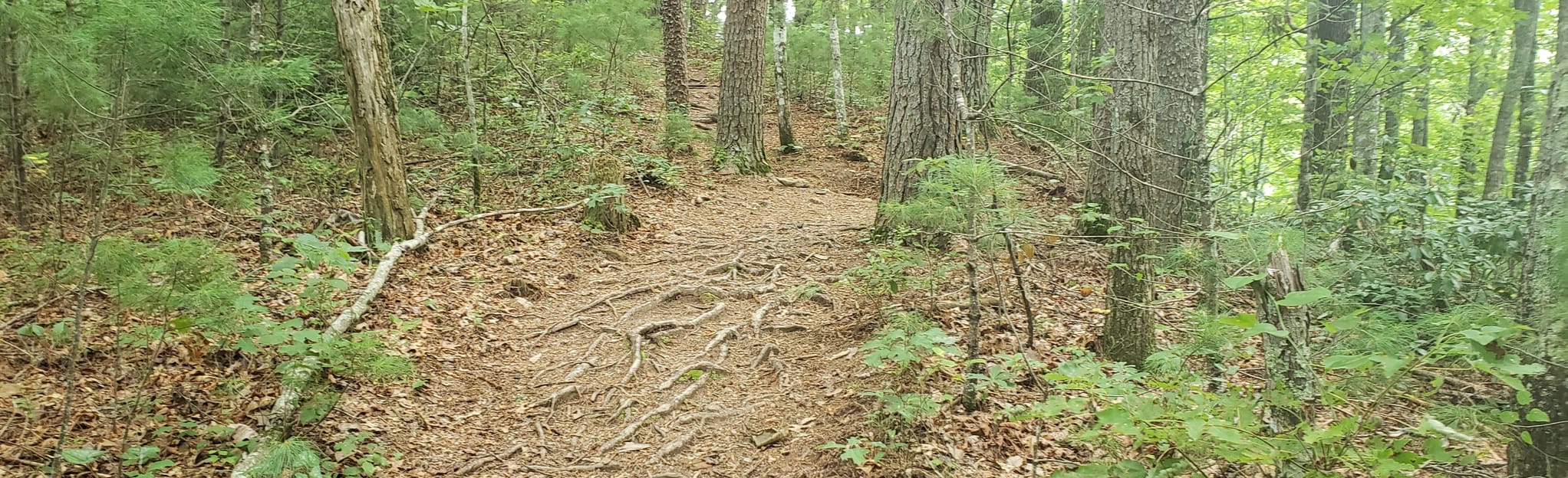 Stanley Gap Trail , Stanley Gap and Benton Mackaye Loop Trail – OBAULW
