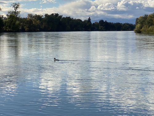 are dogs allowed at anderson river park