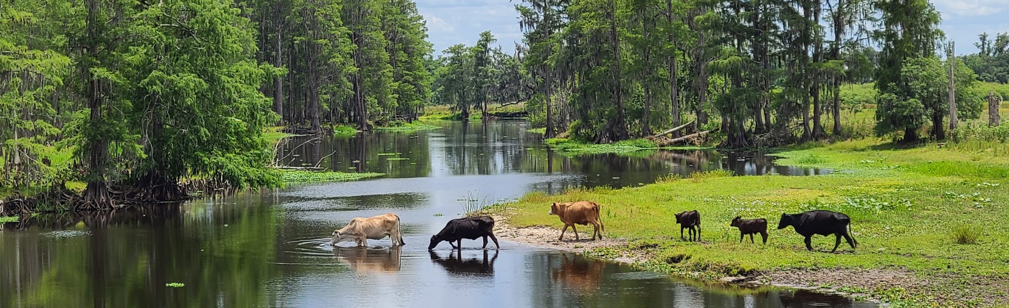 Arbuckle Creek Lake Arbuckle to Lake Istokpoga, Florida 9 Reviews