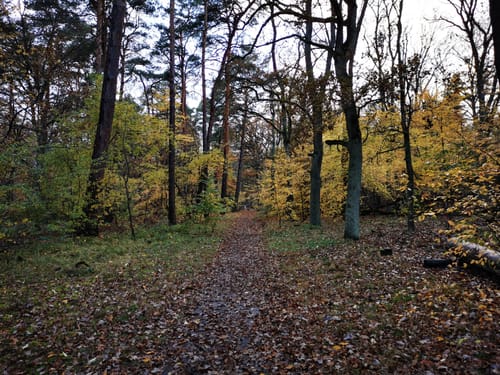 SW06: Wanderung vom Grunewaldturm zum S-Bahnhof Grunewald