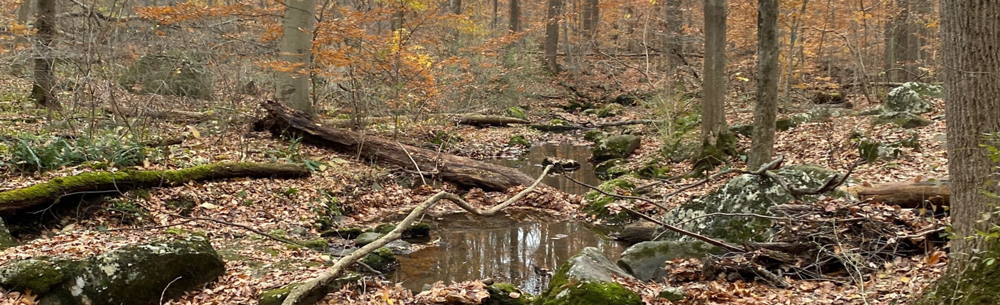 Escape to Serenity: Your Guide to Bellaire Woods Campground in Georgia