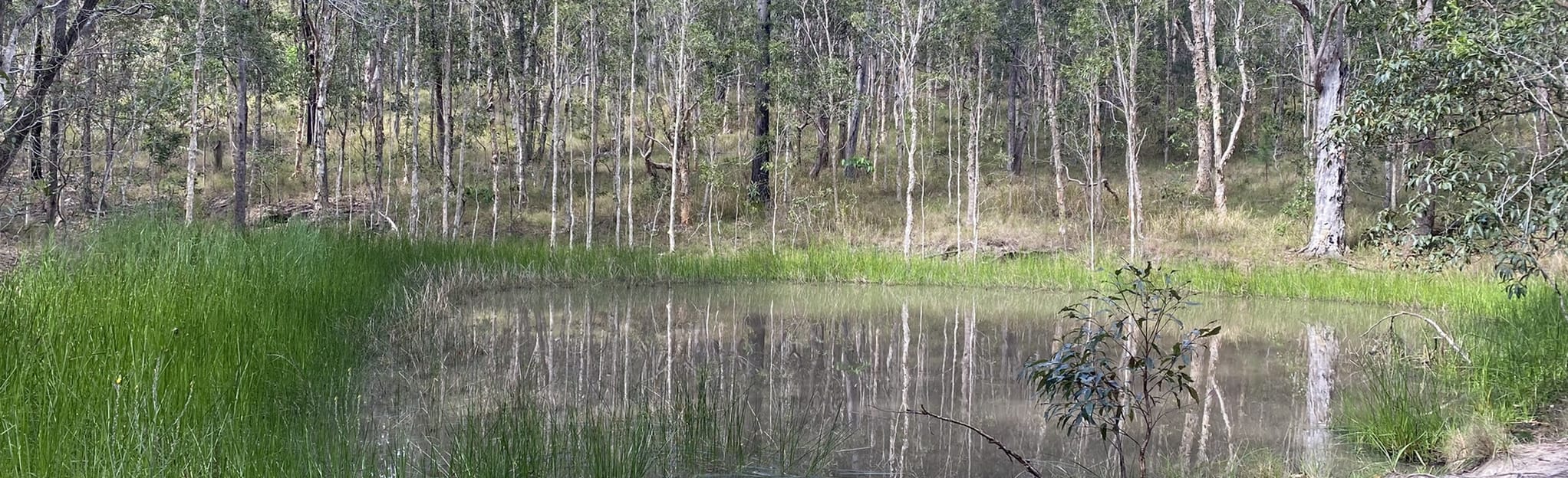 Blackbutt Trail Loop 12 Reviews, Map Queensland, Australia AllTrails