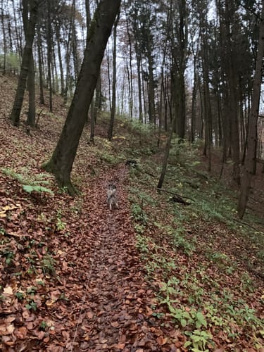 Buchberg (kurz)
