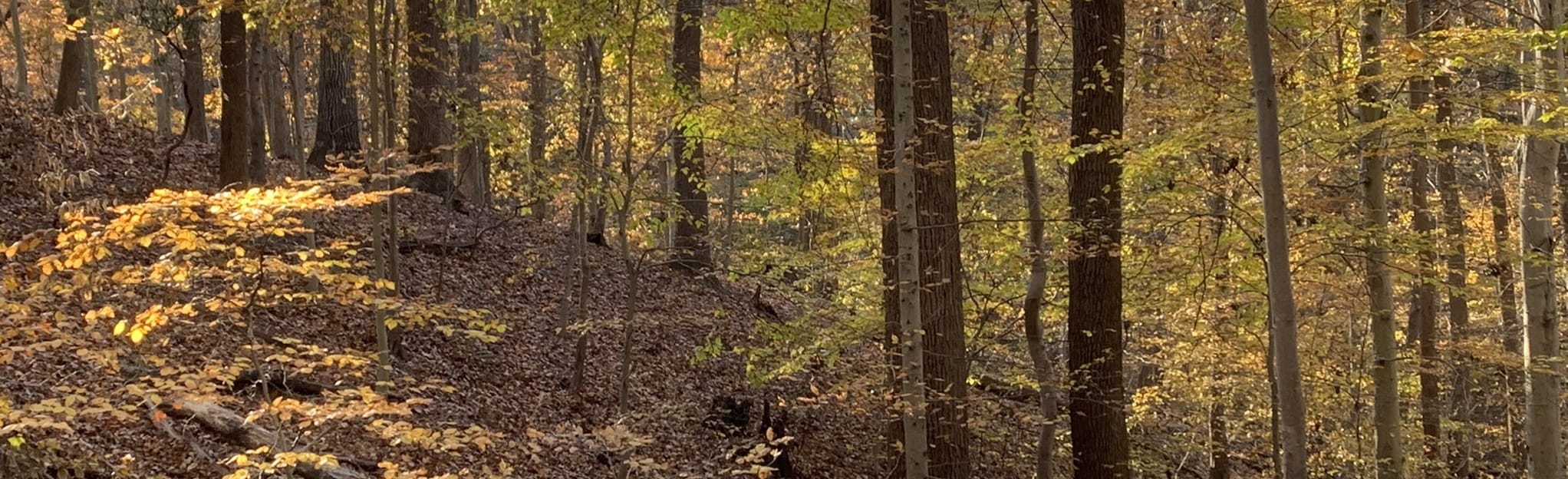 Donaldson Run Trail and White Trail 580 Reviews, Map Virginia