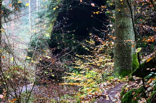Trulber Sandhasentour (Premiumwanderweg)