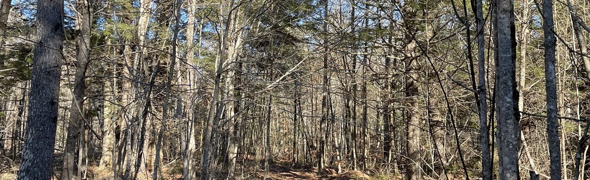 Waldoboro Town Forest Loop 18 Fotos Maine AllTrails