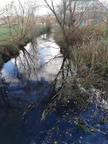 Südheide W21: Kühe in Halbtrauer (mittlere Tour)