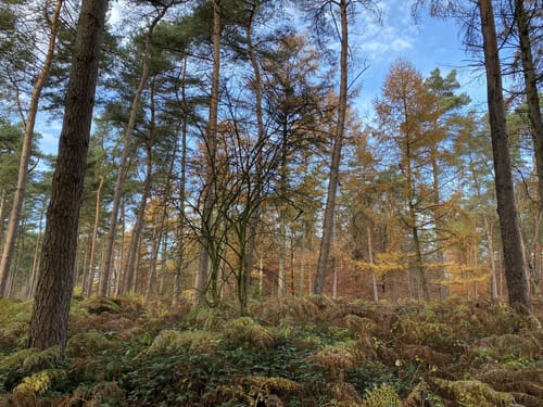 Kleve - Runde im Reichswald