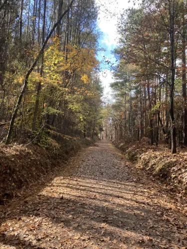 clemson experimental forest trails