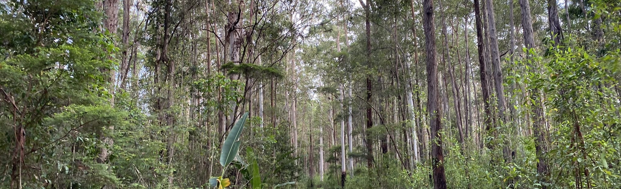 Secrets, Gyndier Drive, Bloodwood, and Woorioi Track Loop, Queensland